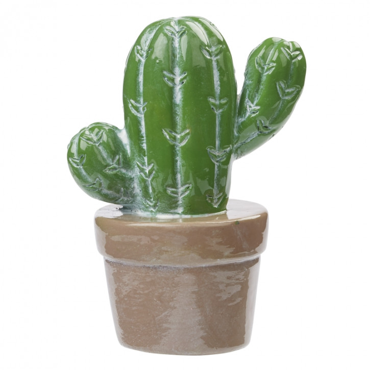 Kaktus 6cm
