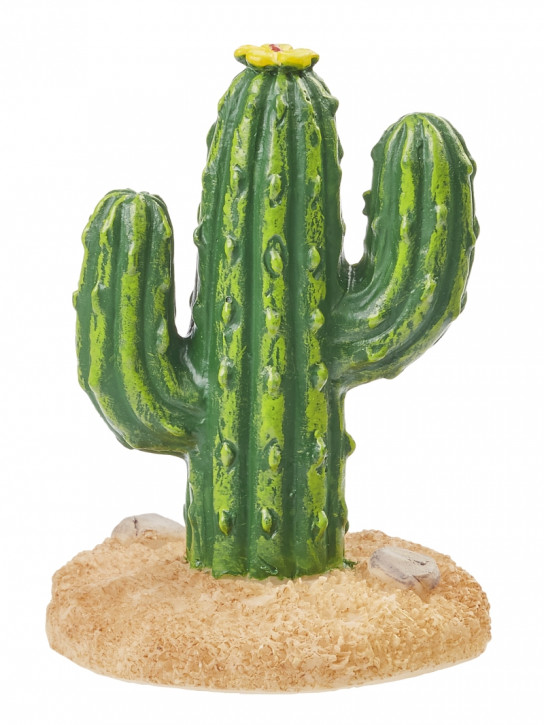 Kaktus 4cm