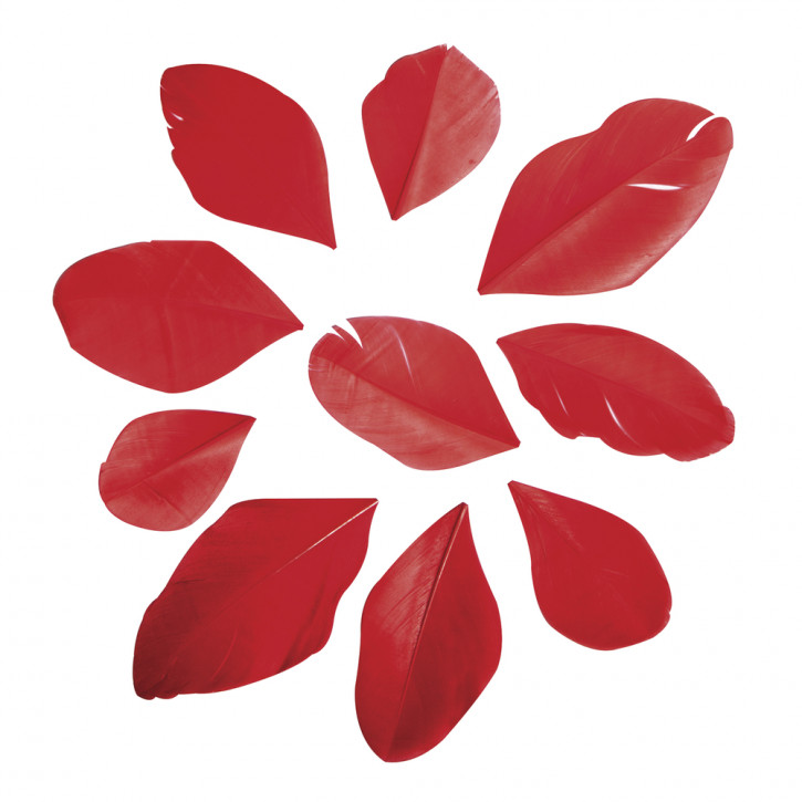 Federn geschnitten, rot, 5-6 cm, SB-Btl 36 Stück